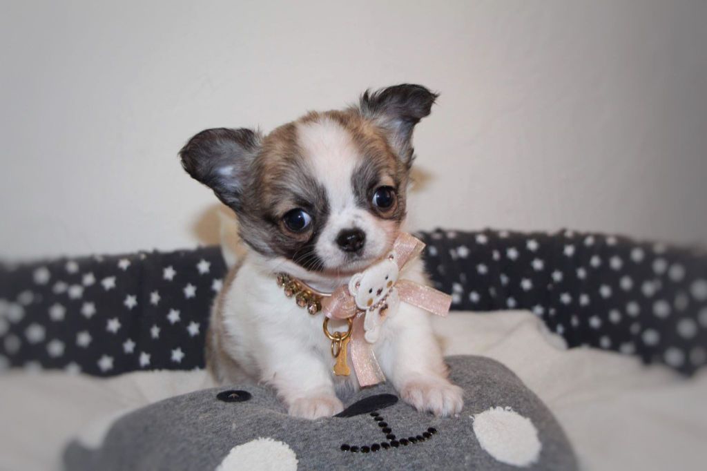 Don Demoiselle chiot chihuahua femelle