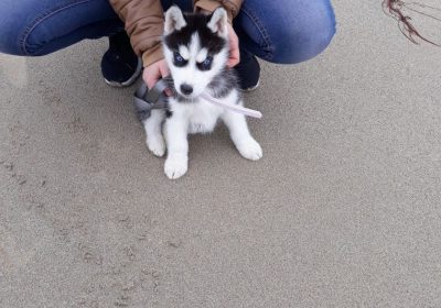 Husky-siberien