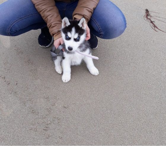 À donner Chiot Husky de Sibérie Femelle