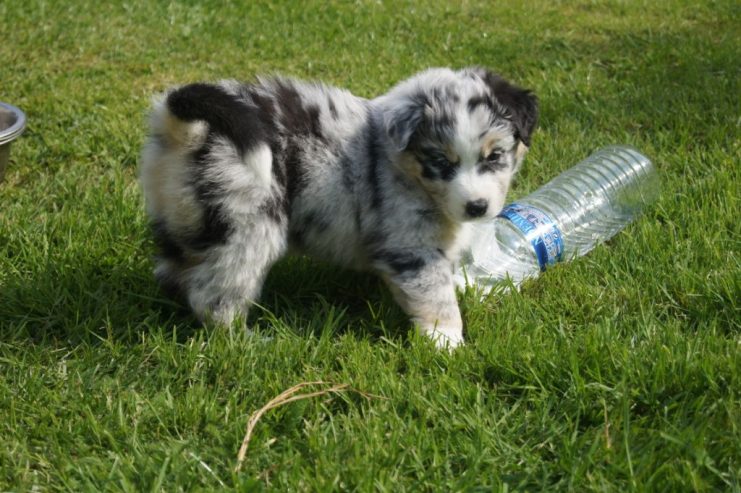 Don Adorable chiot Berger Australien femelle