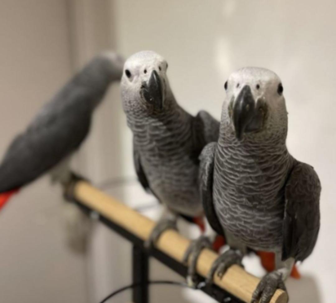 Couple de jeunes perroquets gris du Gabon
