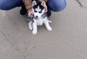 Mignonne Chiot Husky Sibérien Femelle
