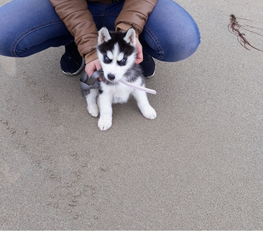 Mignonne Chiot Husky Sibérien Femelle
