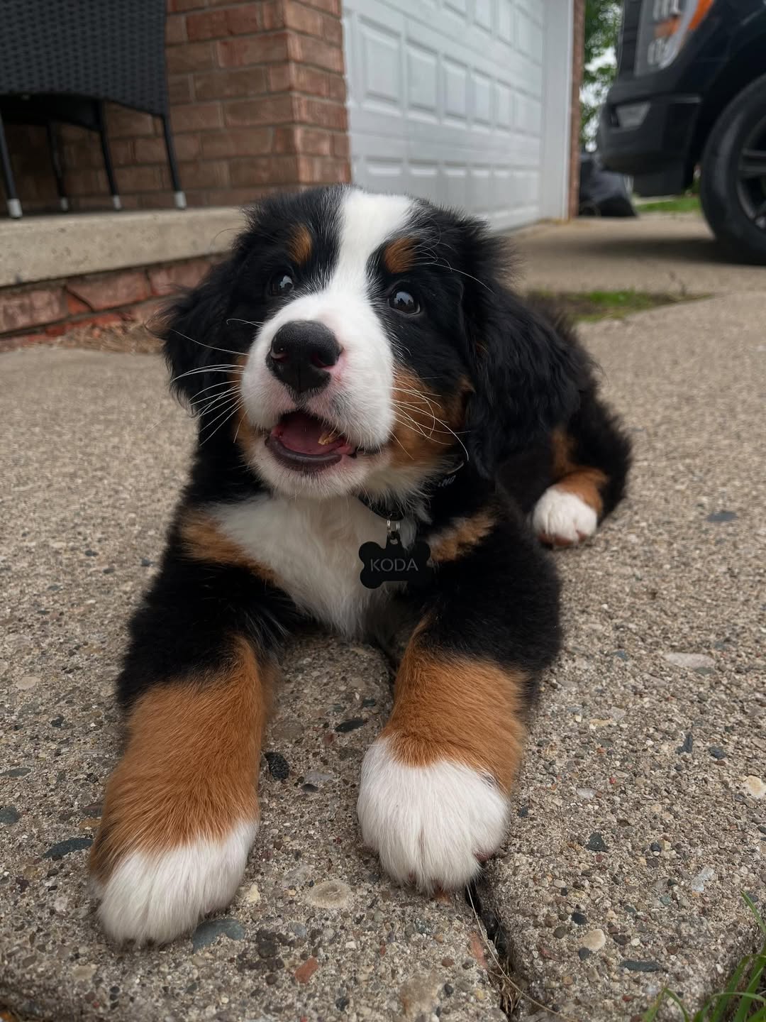 À l’adoption : Petit chiot Bouvier Bernois