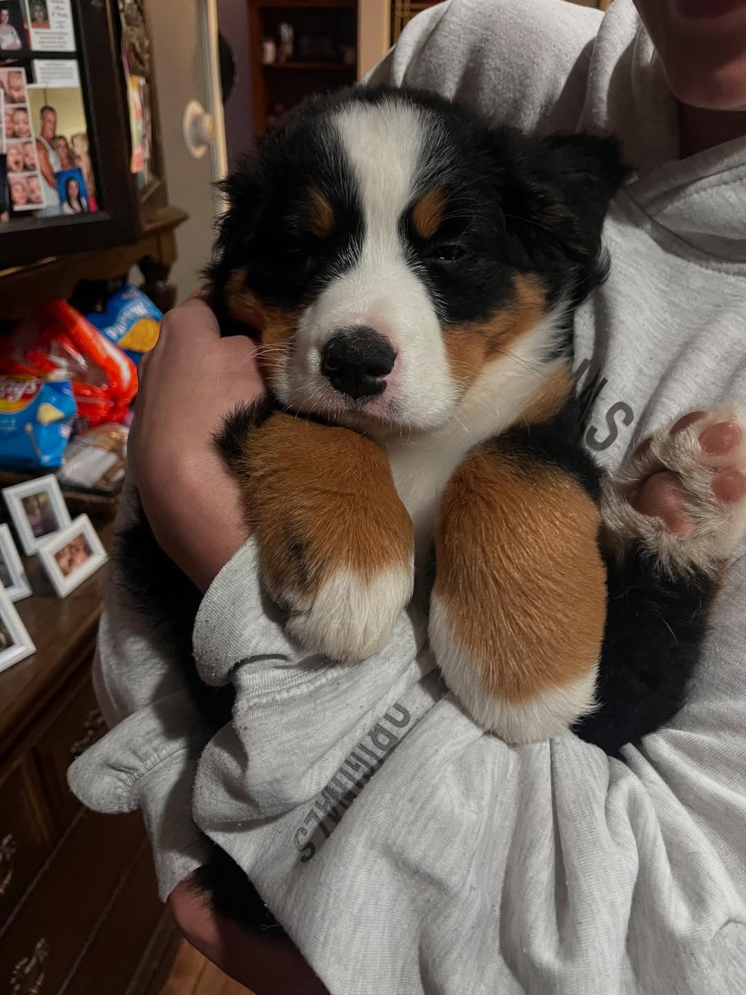 À l’adoption : Petit chiot Bouvier Bernois