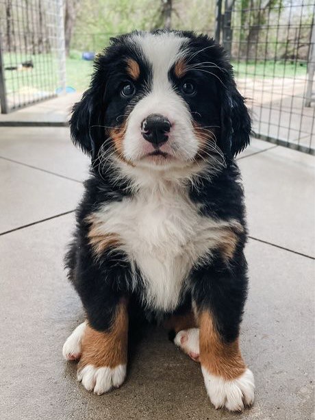 À l’adoption : Petit chiot Bouvier Bernois