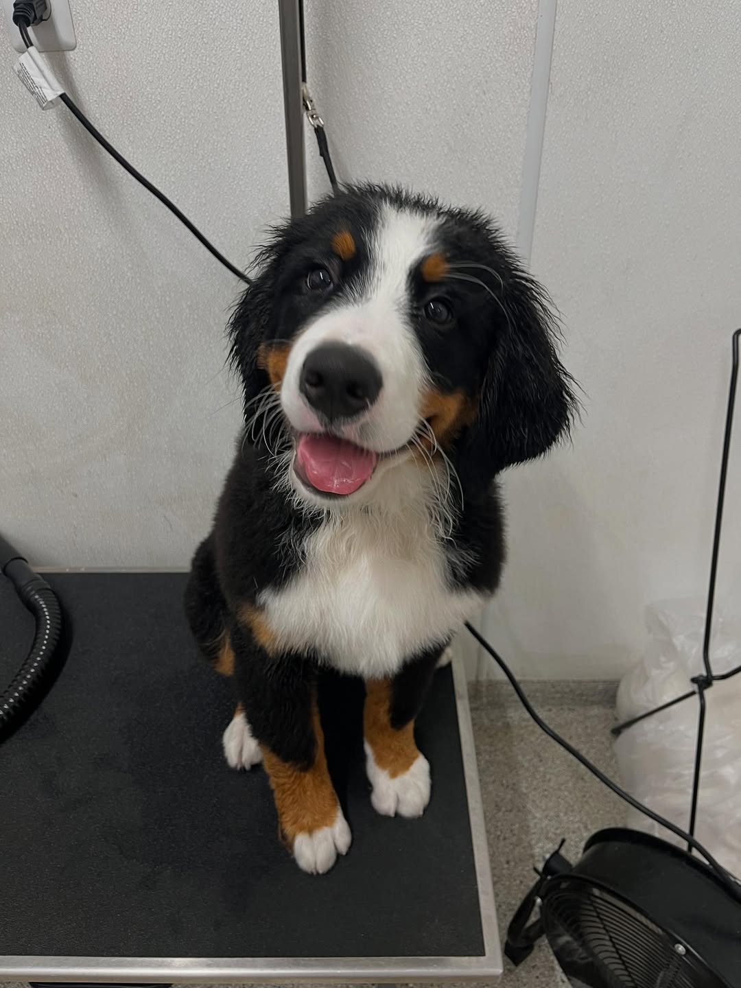 À l’adoption : Petit chiot Bouvier Bernois