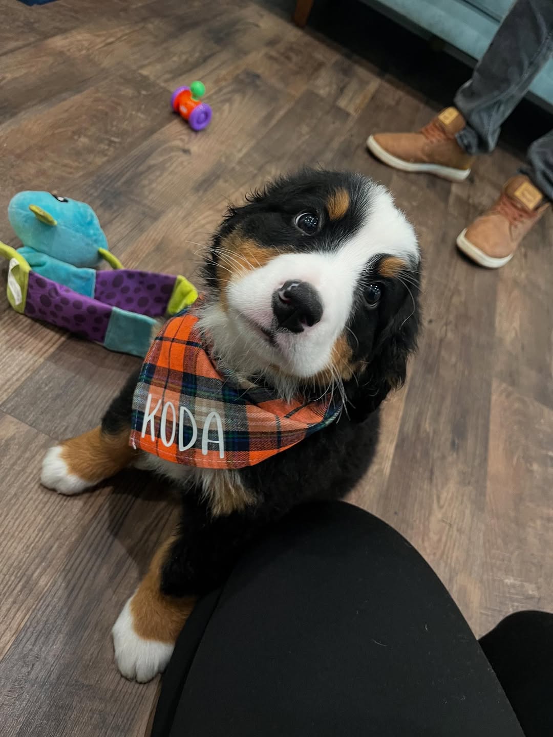 À l’adoption : Petit chiot Bouvier Bernois