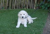 Magnifique chiot golden retriever