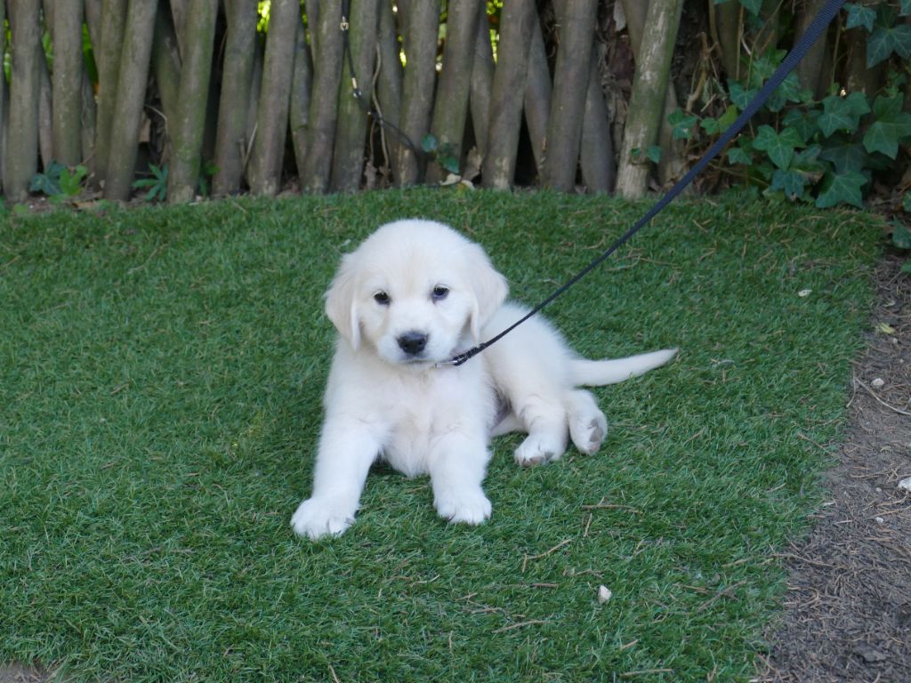Magnifique chiot golden retriever