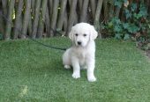 Magnifique chiot golden retriever