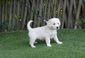 Magnifique chiot golden retriever