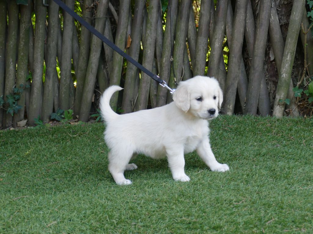 Magnifique chiot golden retriever