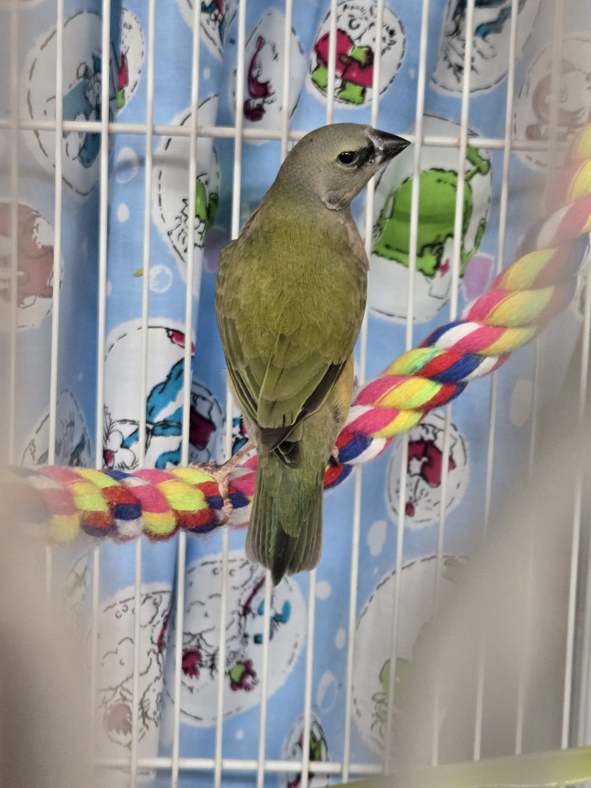 Pinsson diament de gold