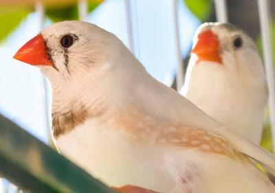 Couple-diamants-mandarins-pastel