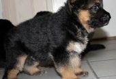Joli chiot Berger Allemand femelle