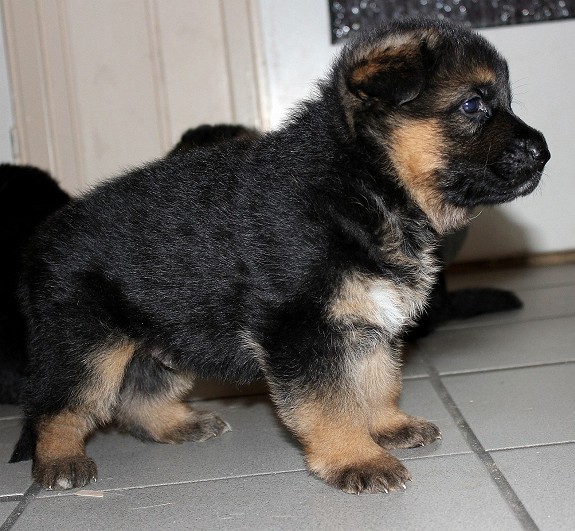 Joli chiot Berger Allemand femelle