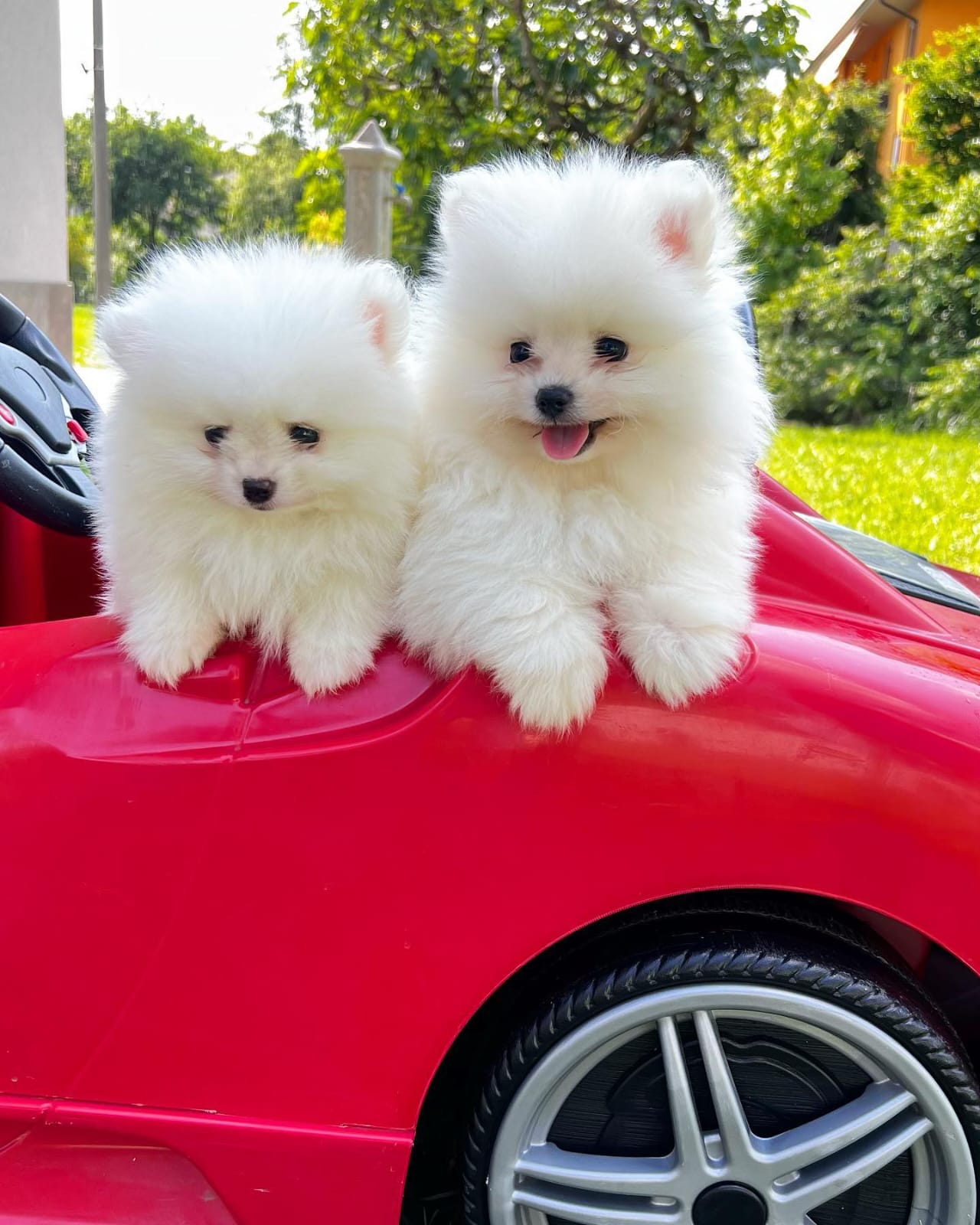 Don chiots spitz poméranien femelle