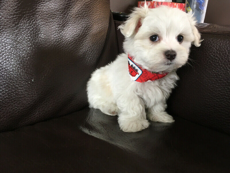 Chiot Bichon Maltais Pure Race