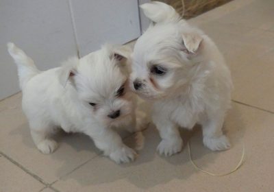 BICHON-MALTAIS-1-2