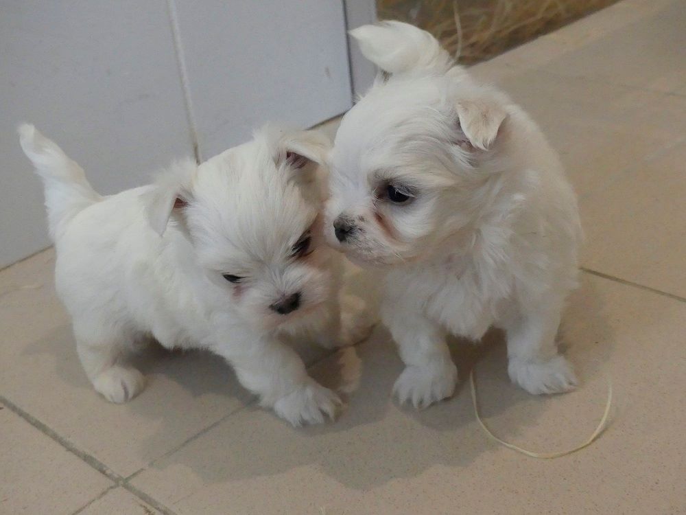 Chiot Bichon Maltais Pure Race