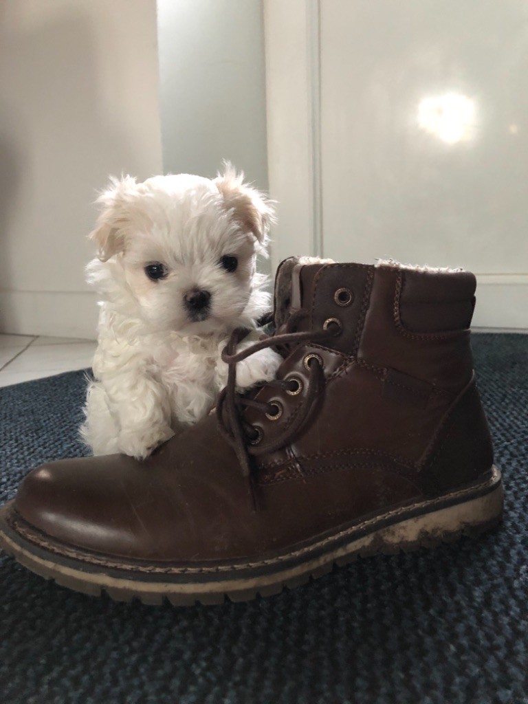 Chiot Bichon Maltais Pure Race